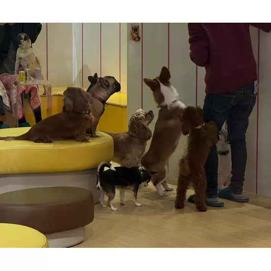 コスプレGirlsBar Ring