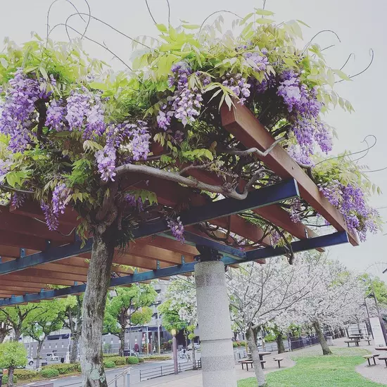 Lounge 花しずく