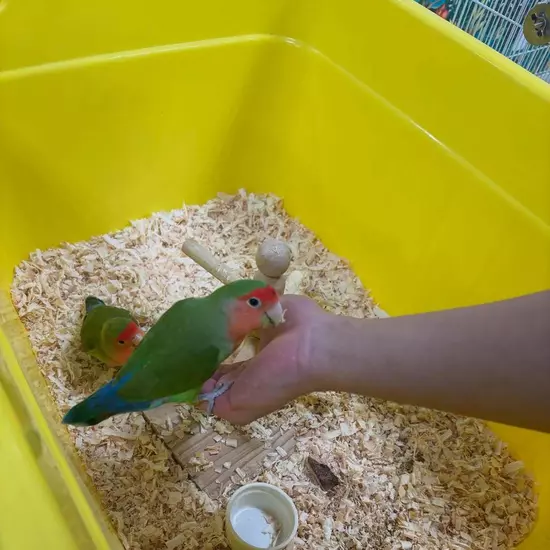 コスプレGirlsBar Ring