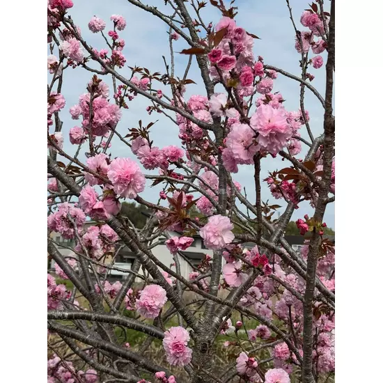 コスプレGirlsBar Ring