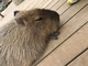 カピバラ
