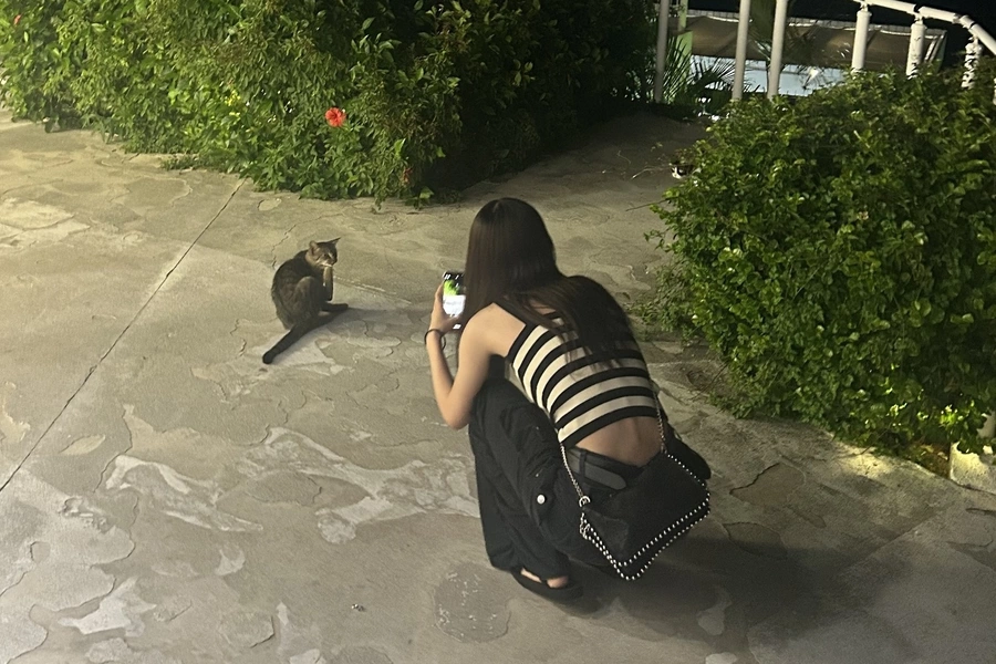 サイカ