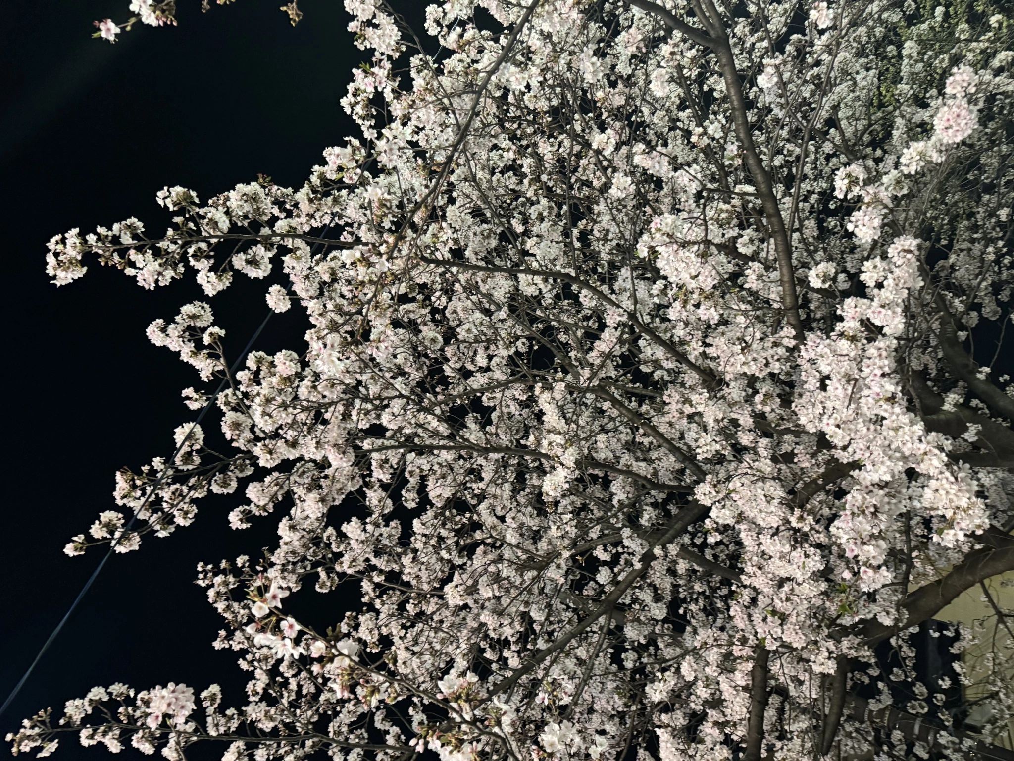 まき