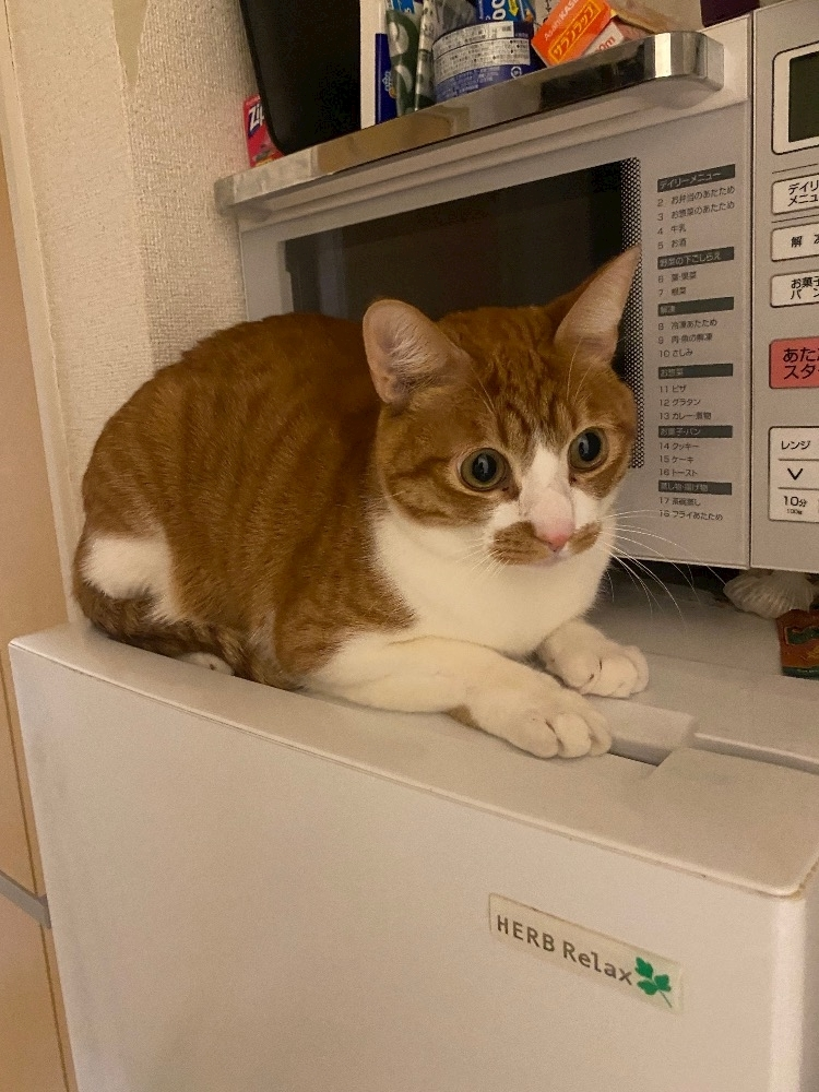 ゆり