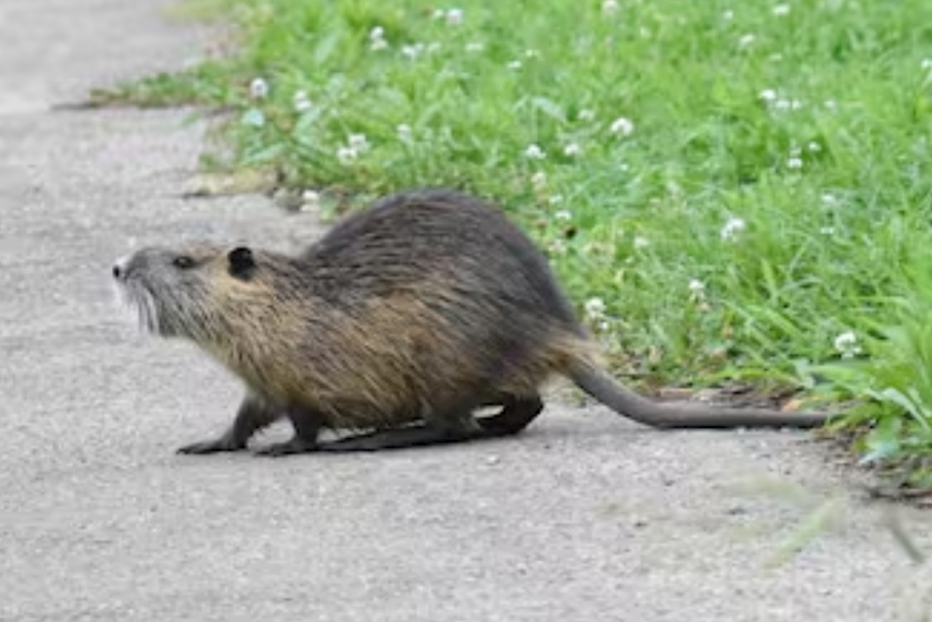 エミ （スタッフ）