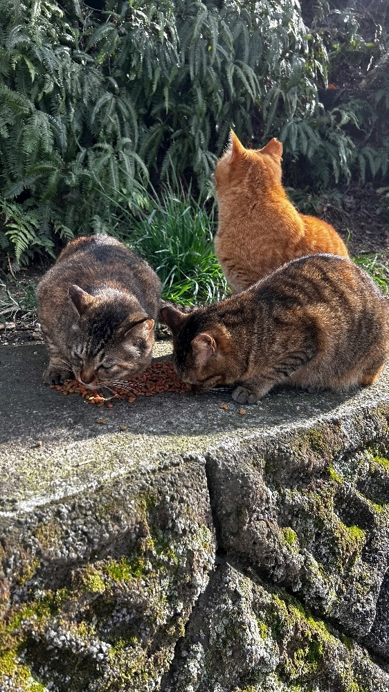 メルル