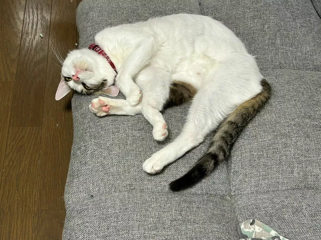 しおん