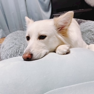 京 さゆみ