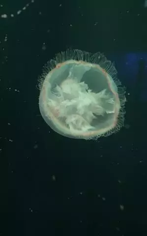 長瀬 純恋