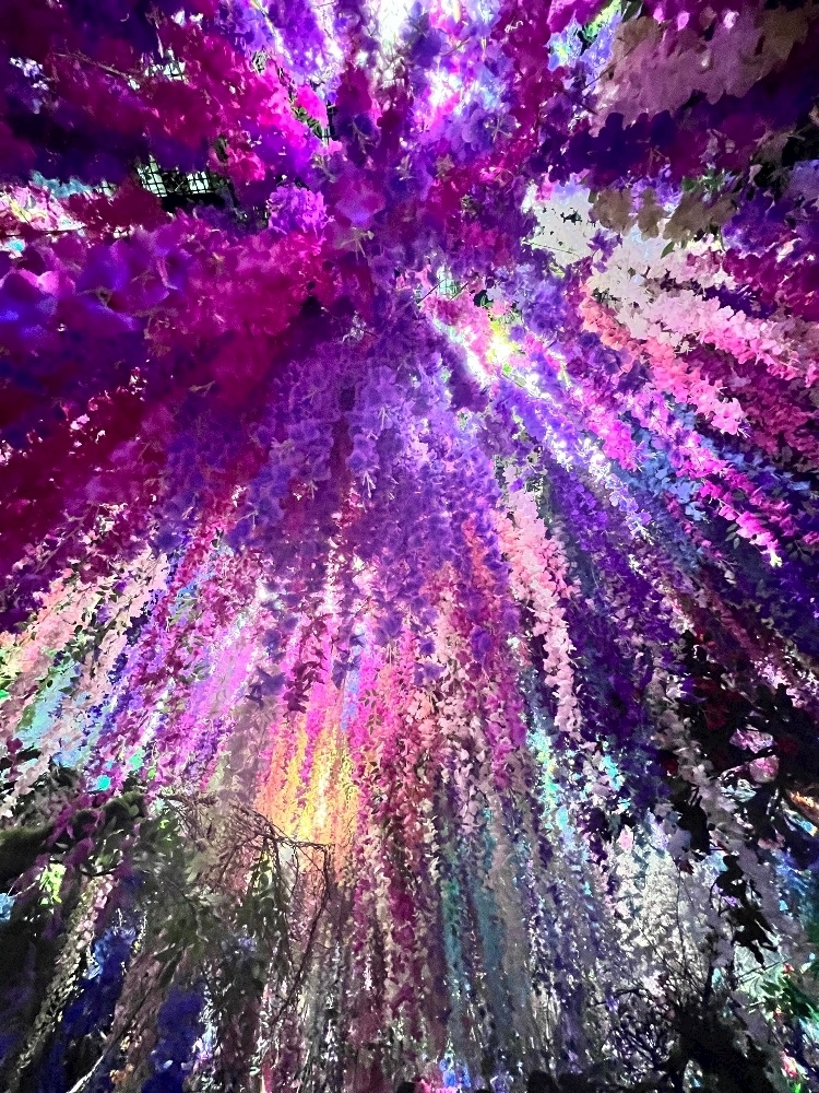 つばさ