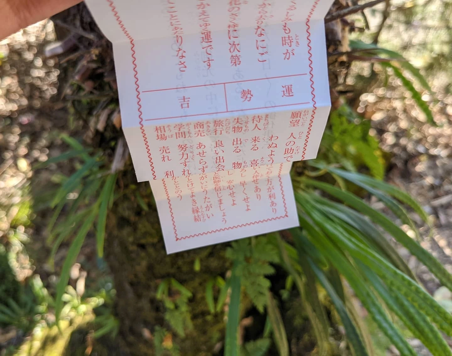 五条 椿