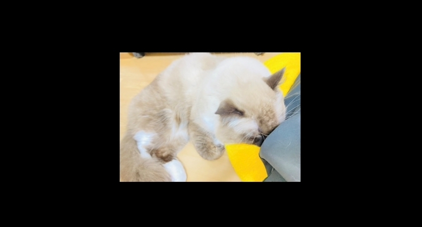 甘眠冠  しの