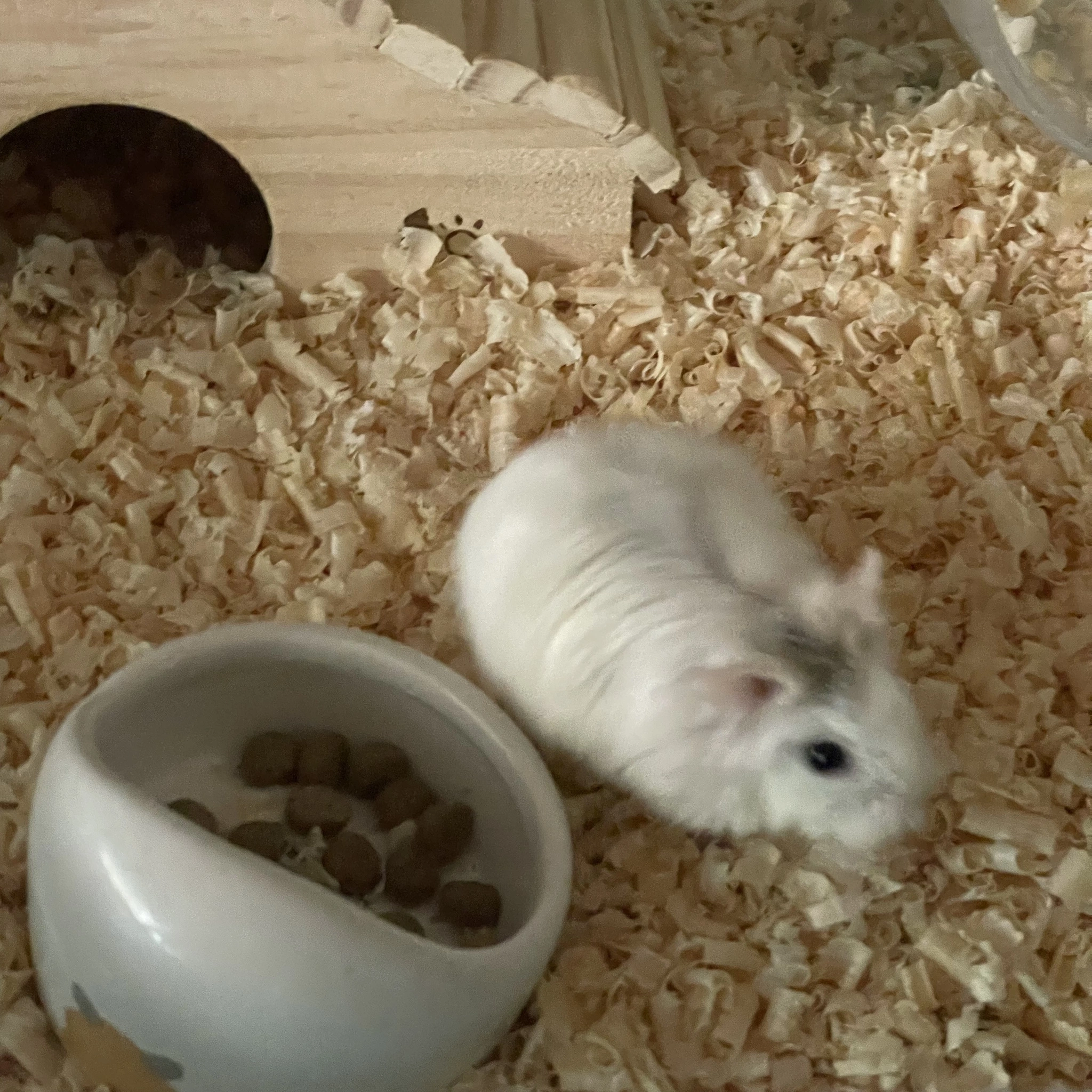 ちゃお