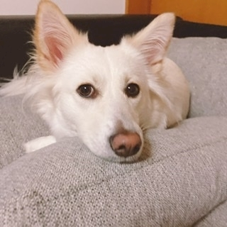 京 さゆみ