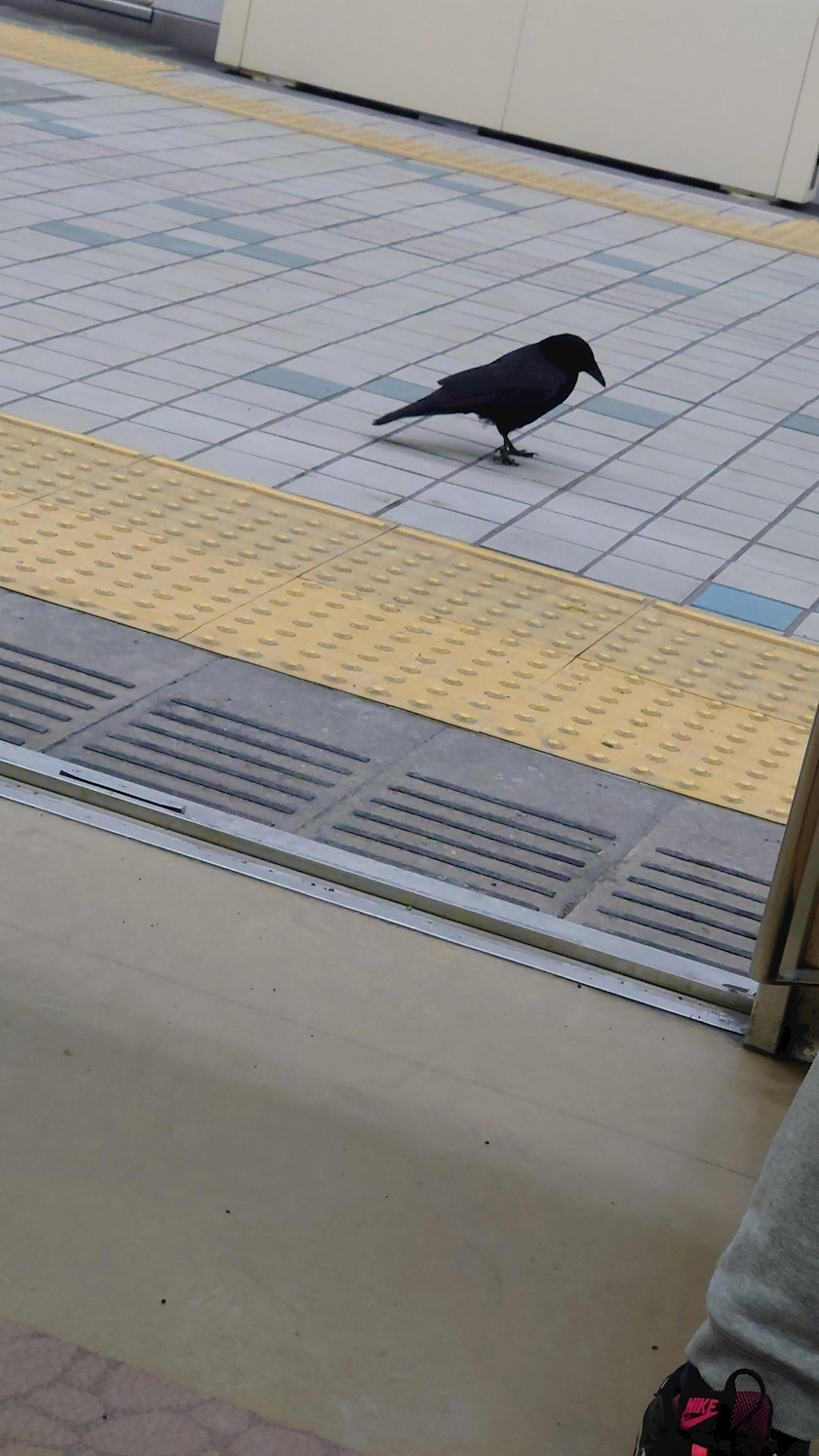 のはら かすみ