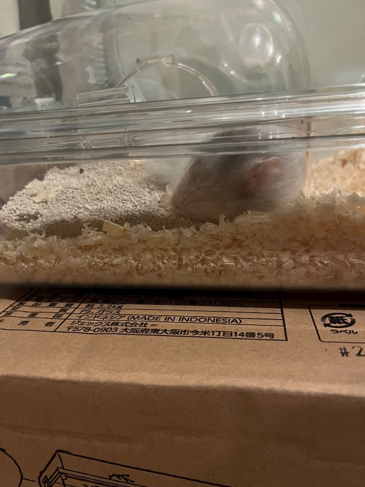 しおり