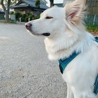 京 さゆみ