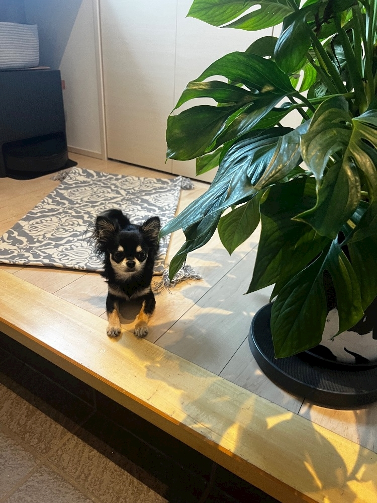 柏木 唯愛