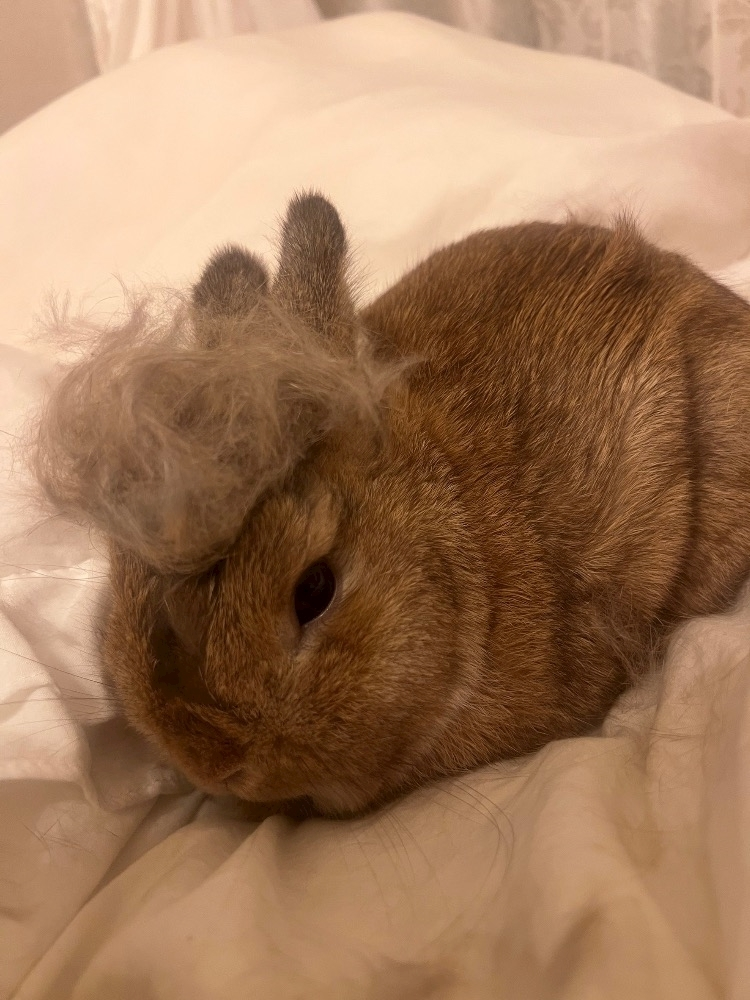 セナ