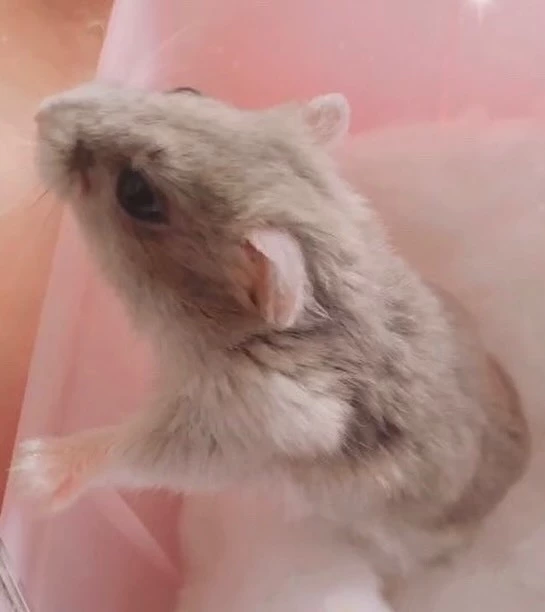 サヤ