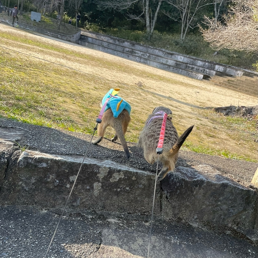 くるみ