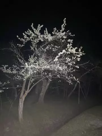 長瀬 純恋