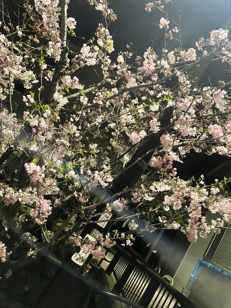 星野 大空