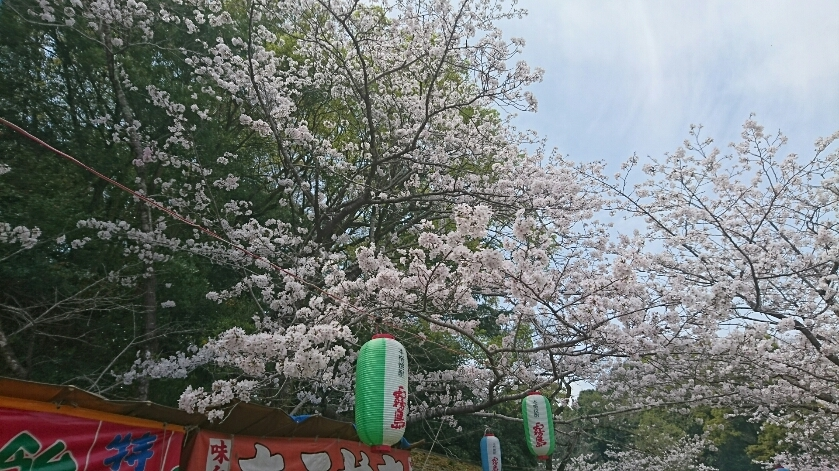 五条 椿