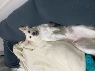 京 さゆみ