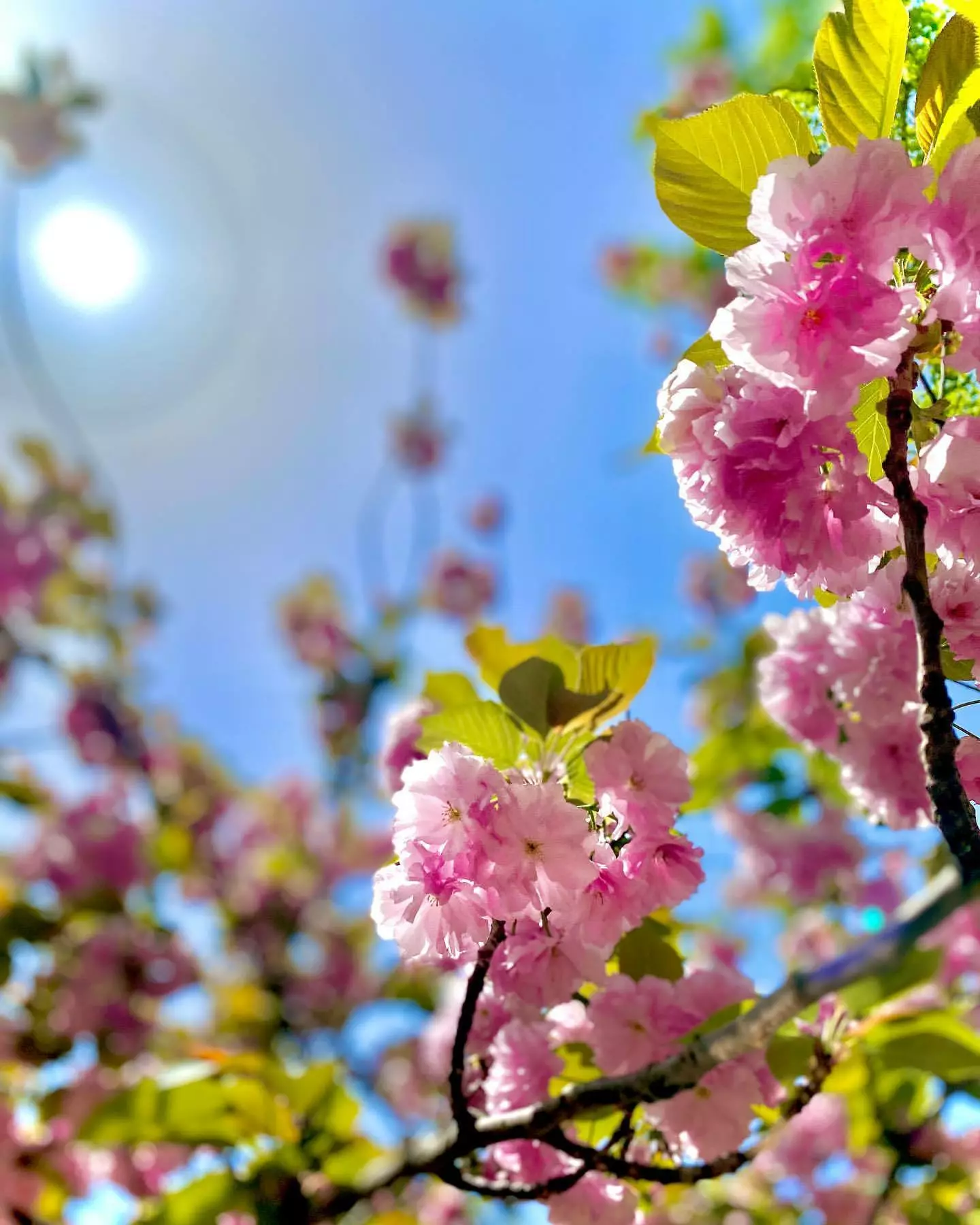 桜 ゆみ