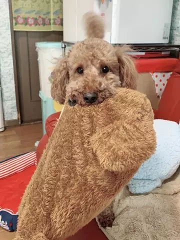 如月 凛