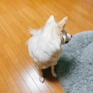 京 さゆみ