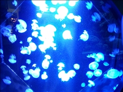 愛羽 仁美