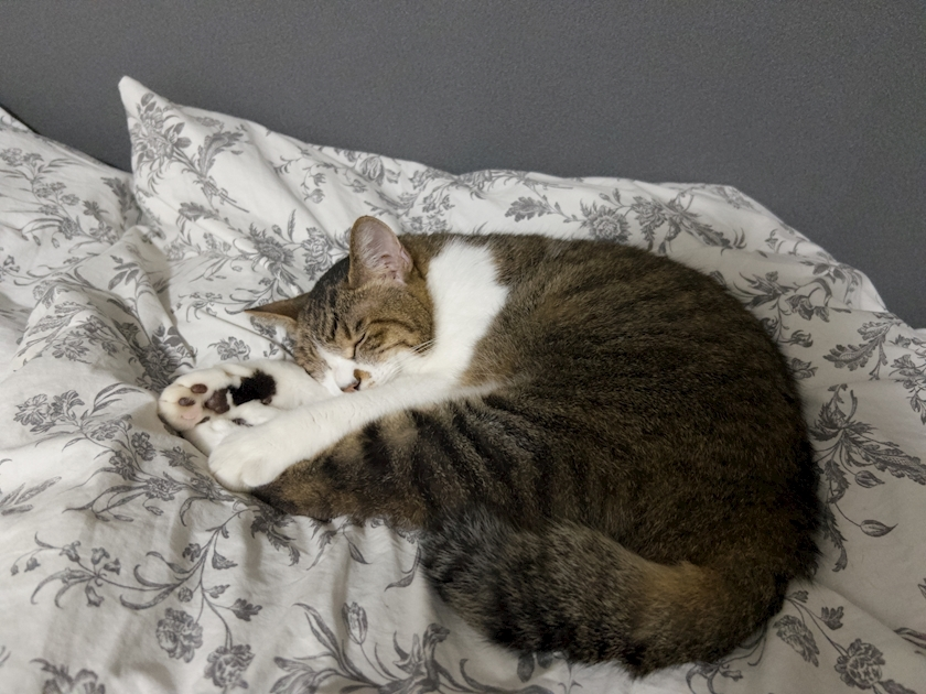 メイ
