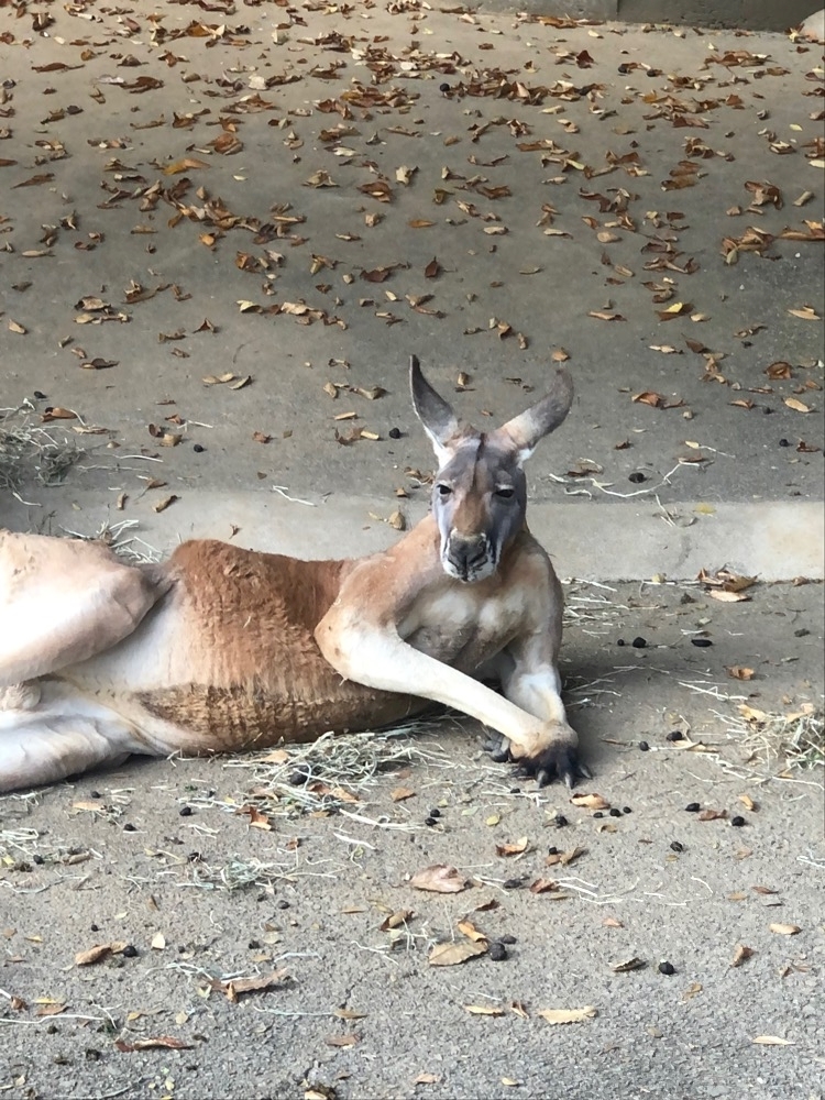 ちょこ