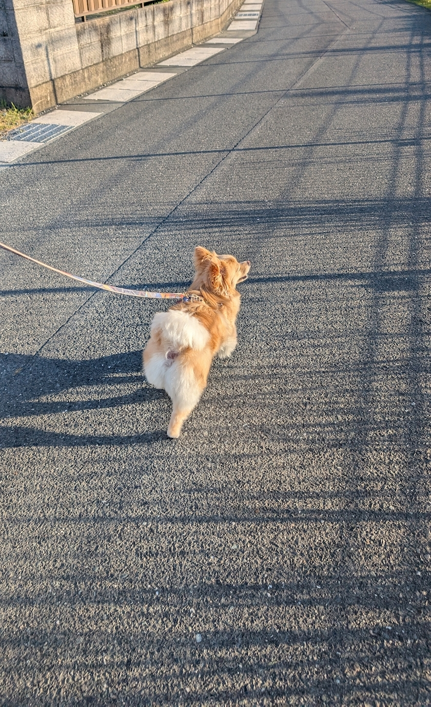 椎名 あき