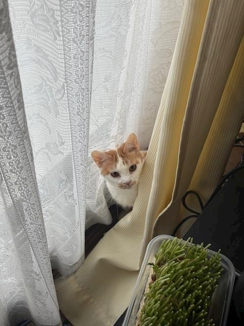 寒河江 春紀