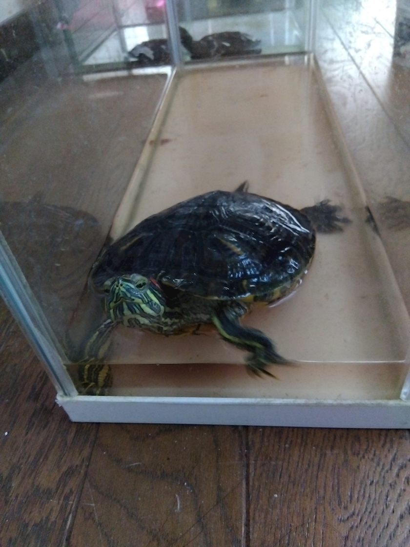 あやか
