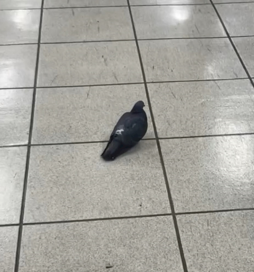 あいす