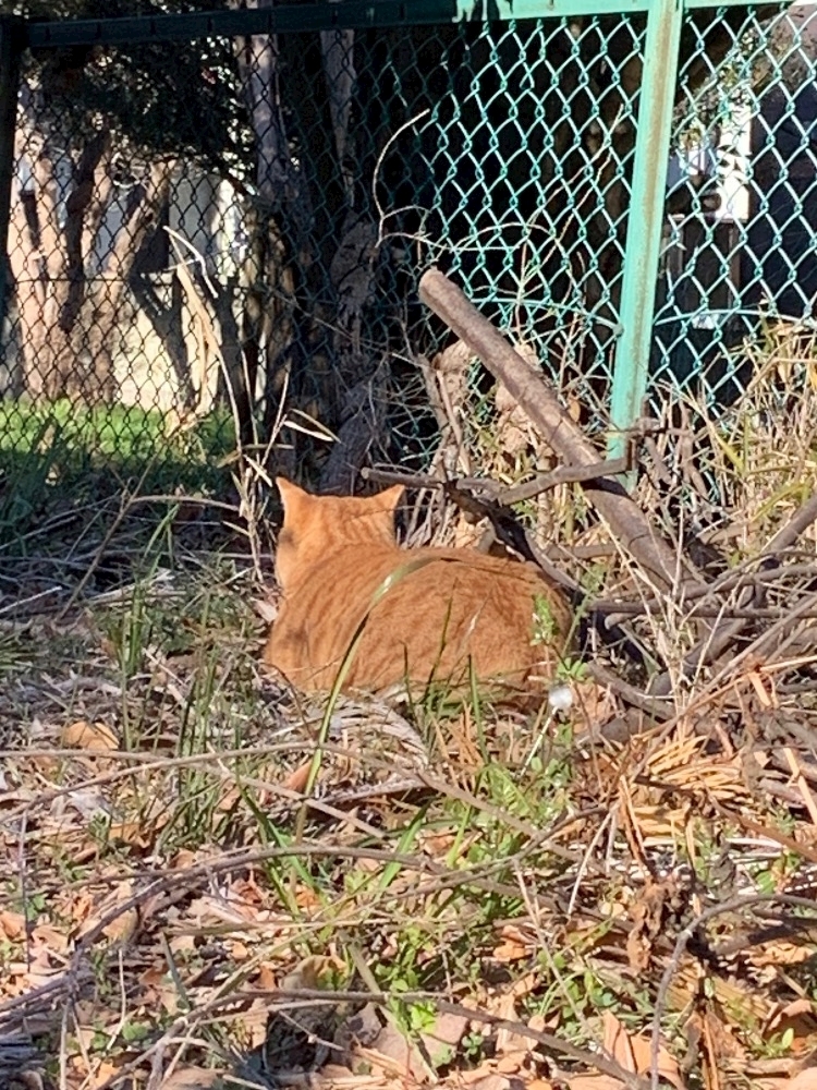 はづき