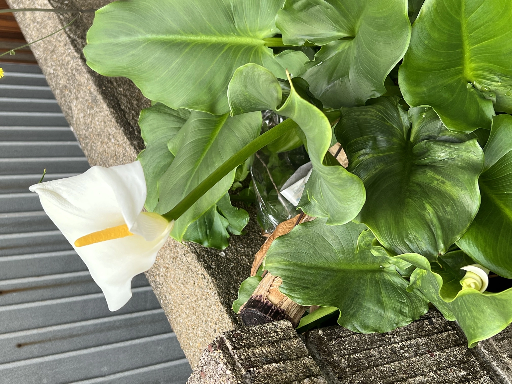 藤本 祐子ママ