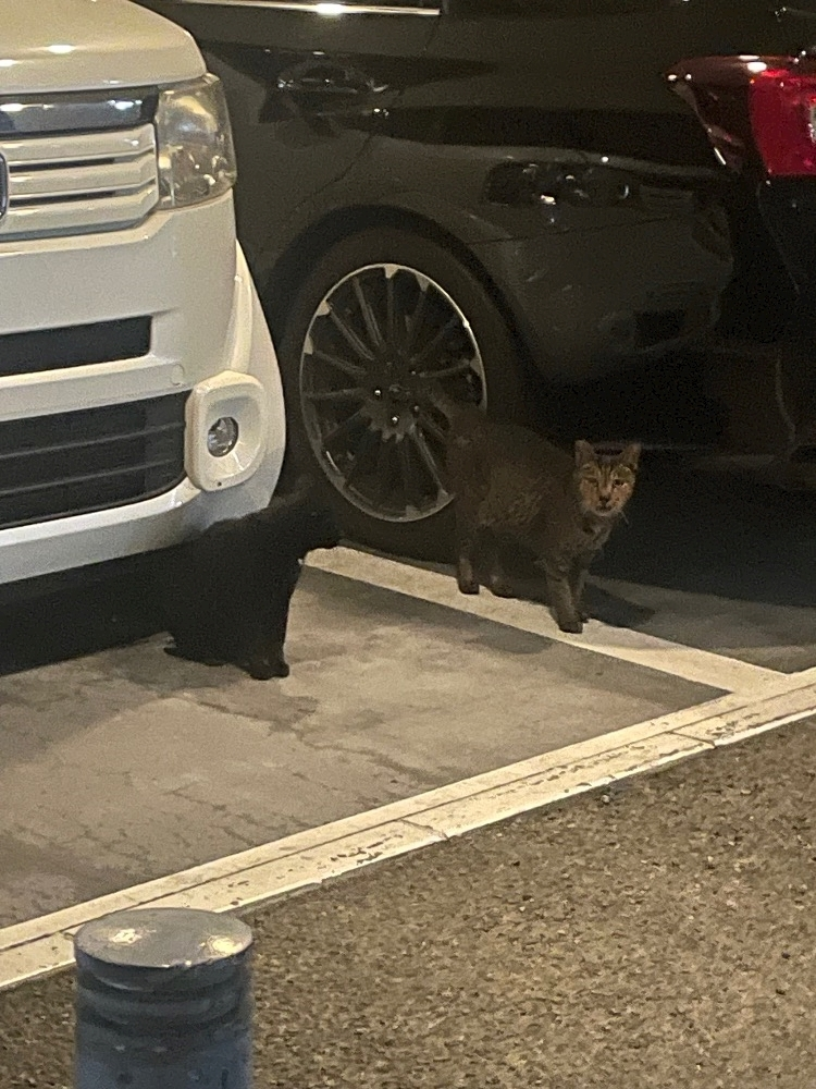 みさき