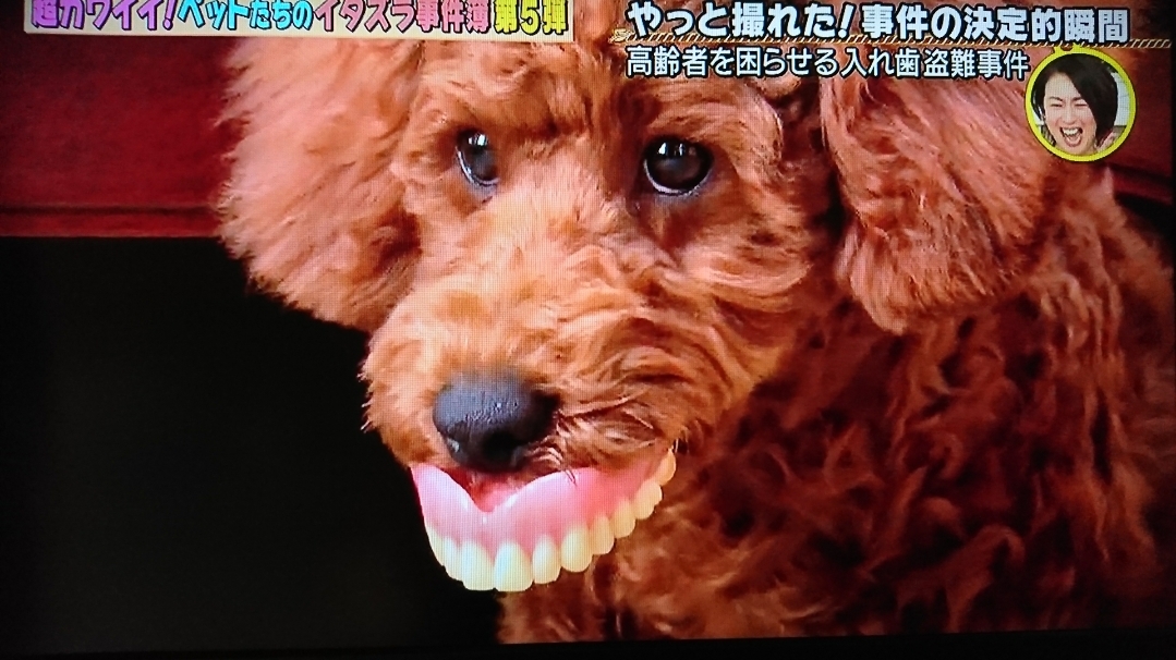 椿