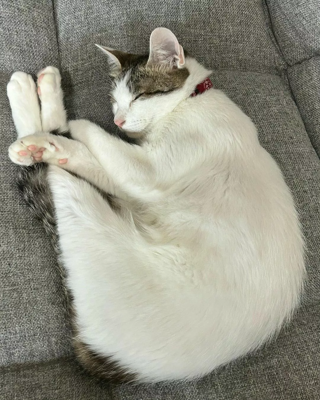 しおん