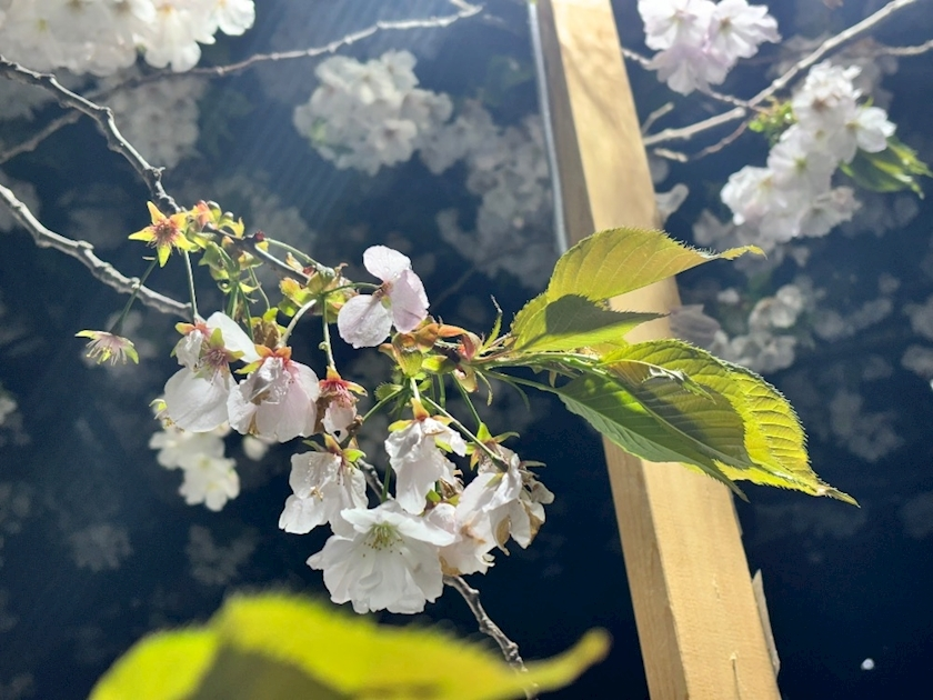 あーだこーだそら