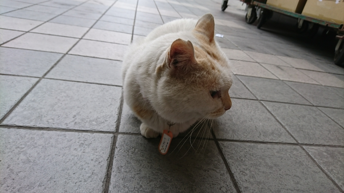 五条 椿