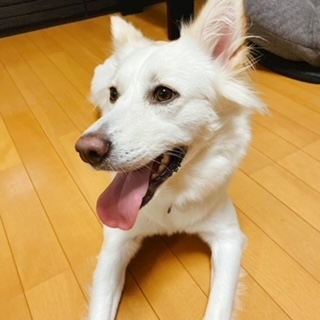 京 さゆみ