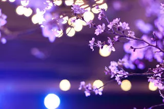 橘 あんな