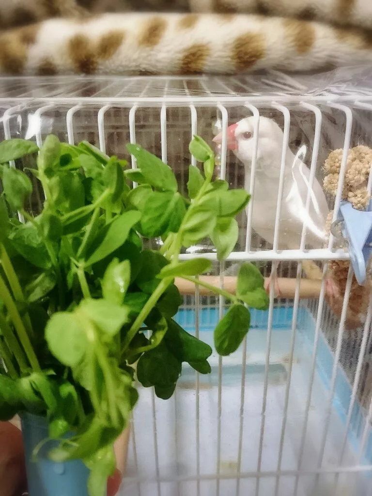 ちよママ