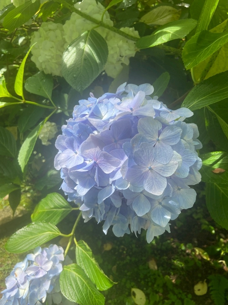 小波 ななか